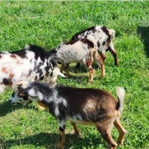Nigerian Dwarf Goat