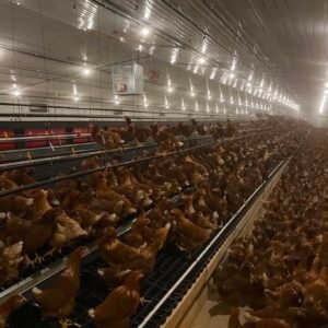 Poultry